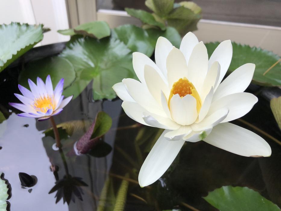 Flower Plant Nature Small