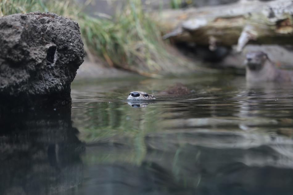 otter stone zoo