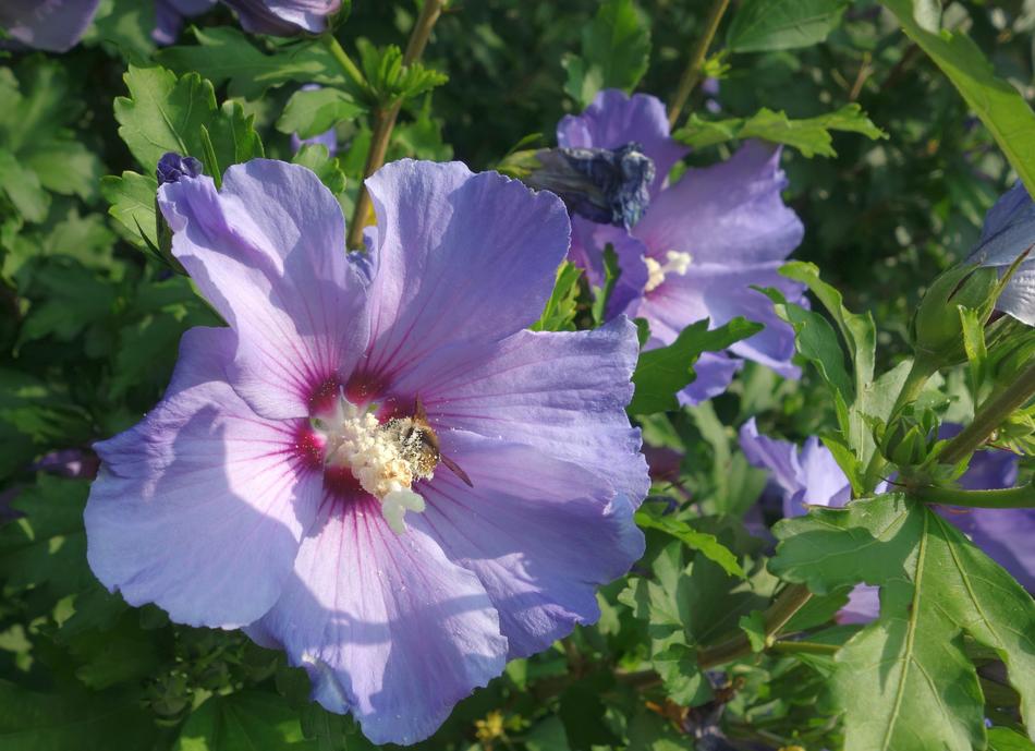 purple flowers unusual garden