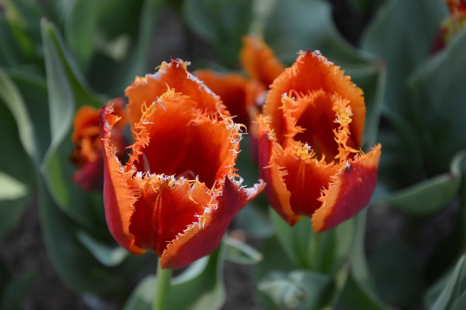 Flower Plant Garden