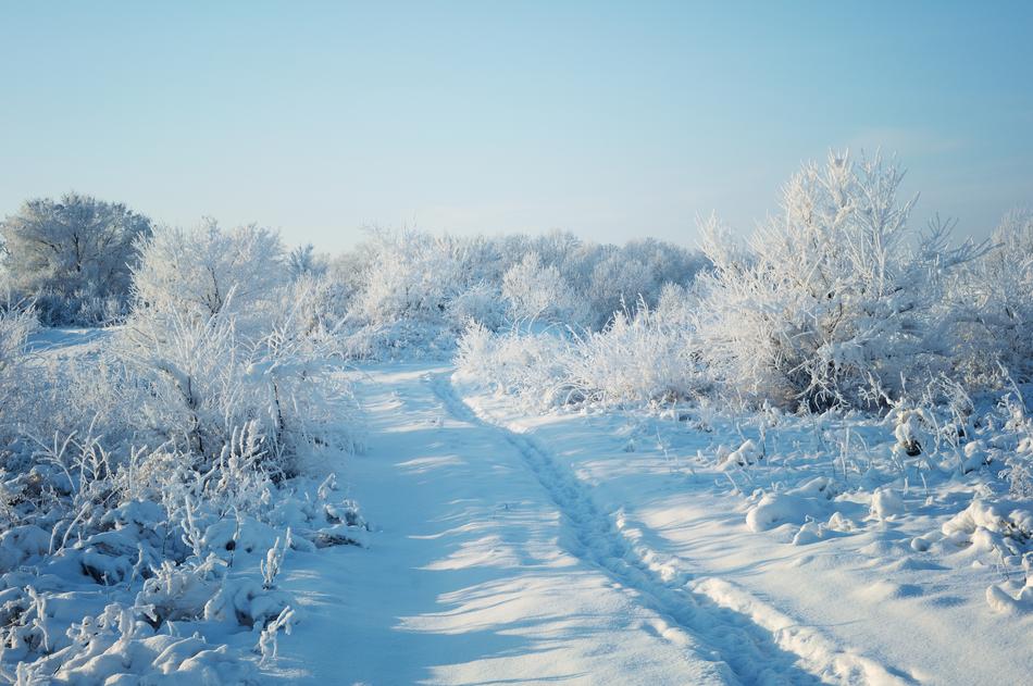 Winter Snow Forest