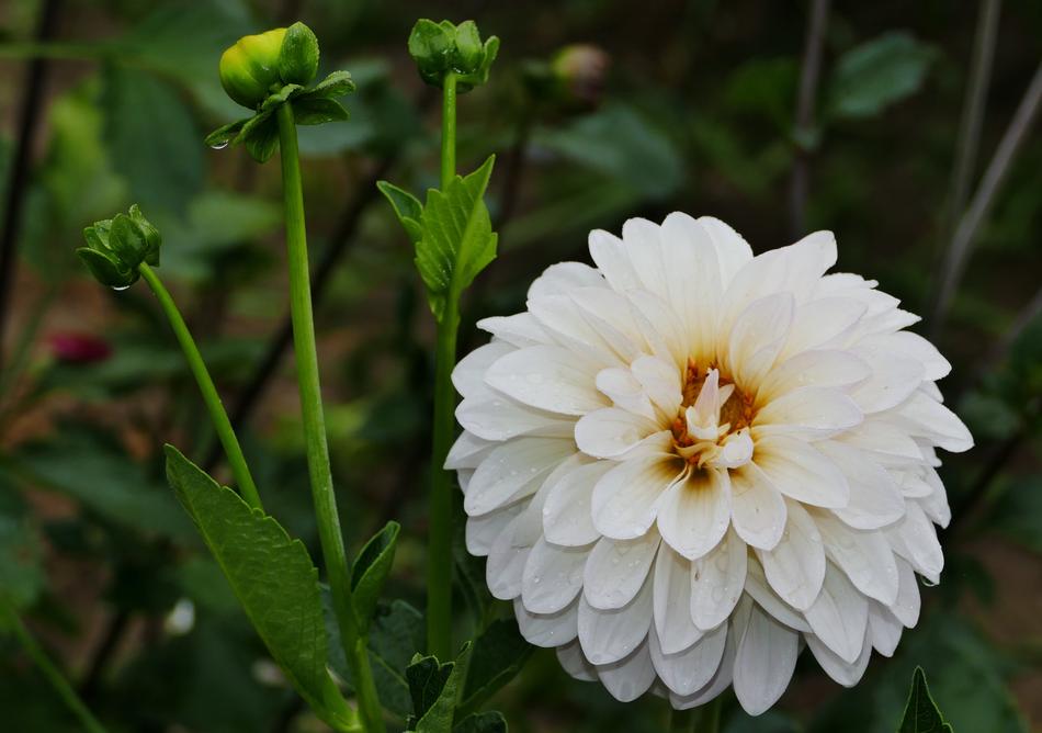 Nature Landscape Flower