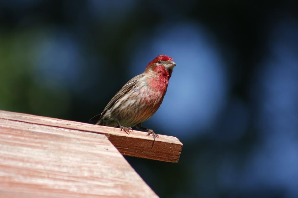 Nature Bird Outdoors