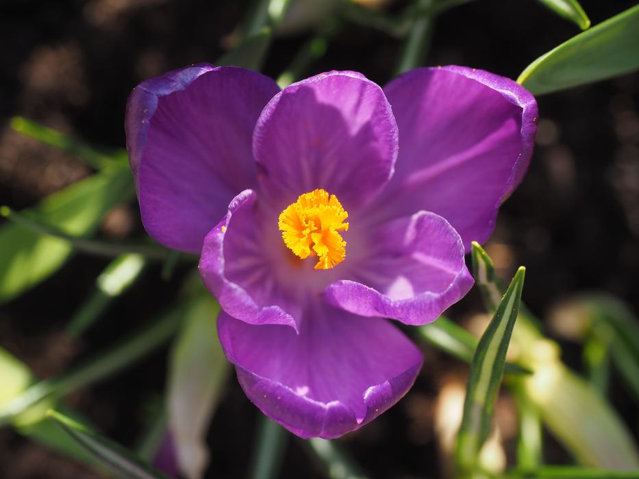flowering purple buds