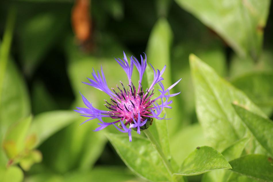 little dried flower