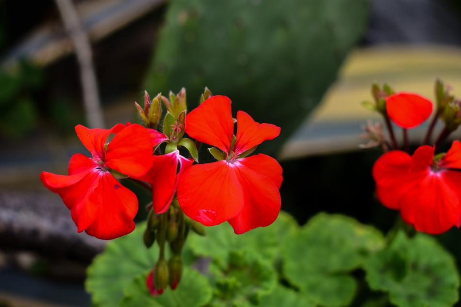 Flower Plant Nature