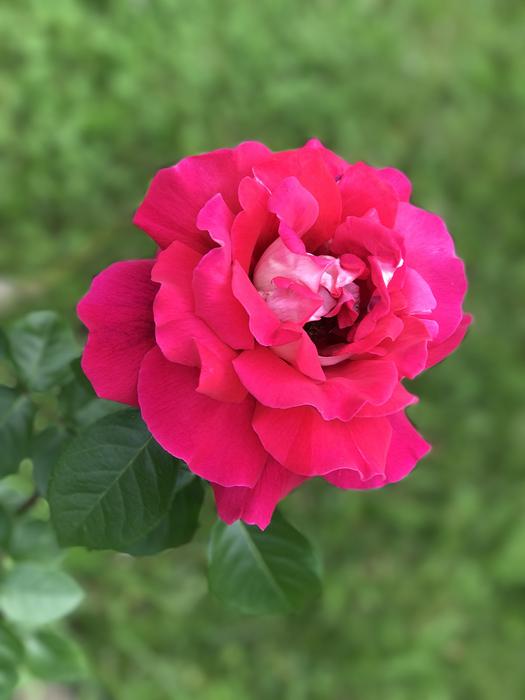 Flower Nature Plant