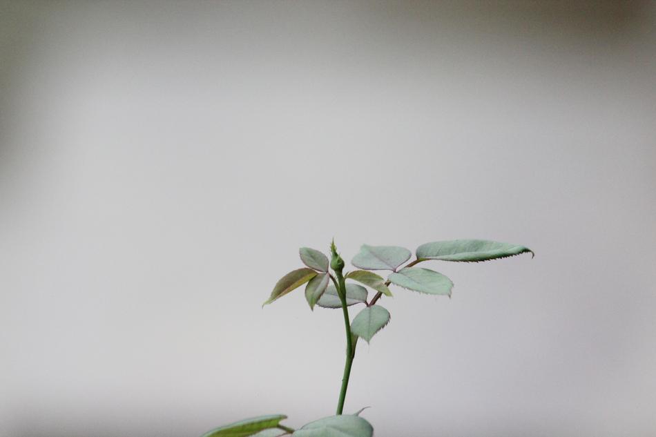 Leaf Flora Nature