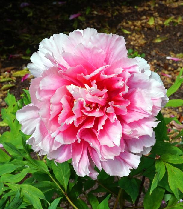 a beautiful strange flower