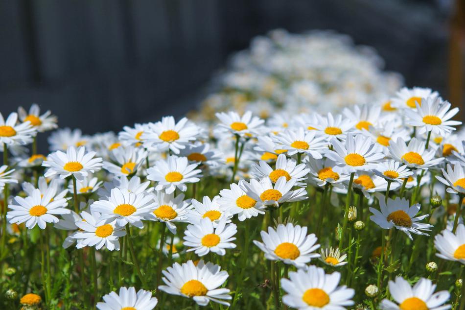 Flowers Nature Plants