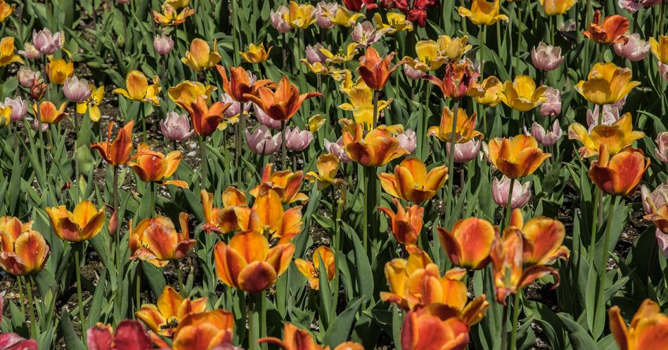 orange flowers in the garden landscape