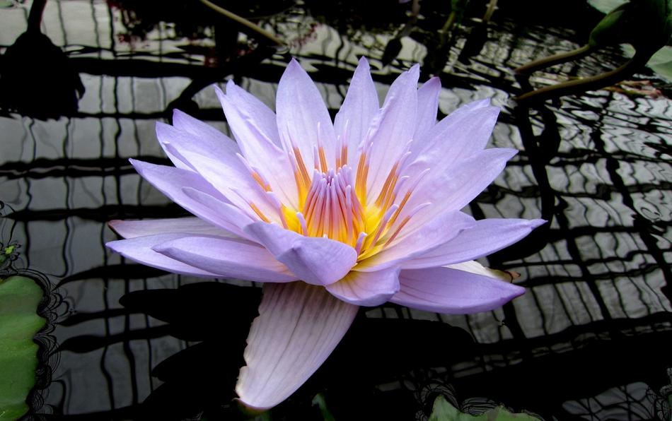 Flowers Plant Natural