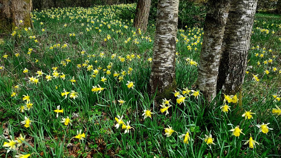 Daffodils Osterglocken Nature