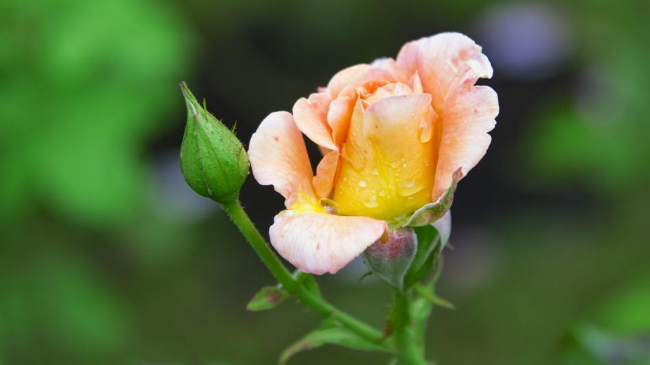 Rose Flower Blooms