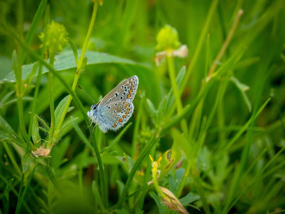 Butterflies Butterfly Brown