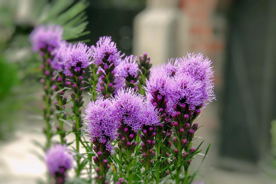fluffy wildflowers in the front yard