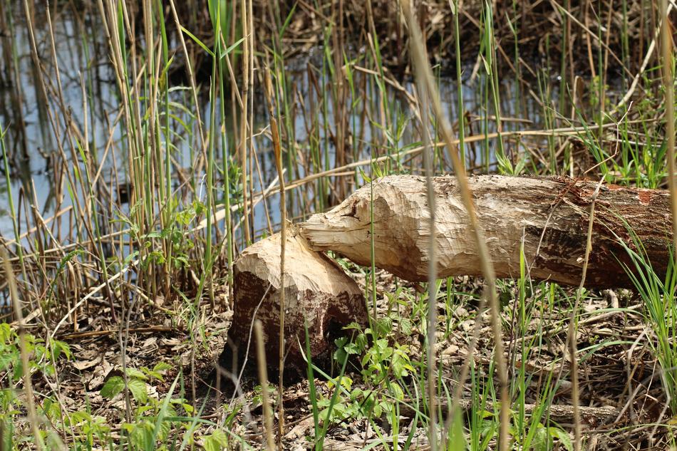 Tree Beaver Beavers Pests Of