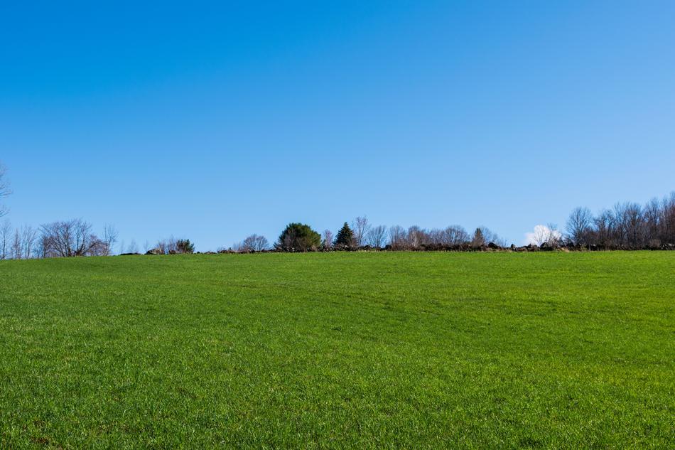 Grass Nature Panoramic