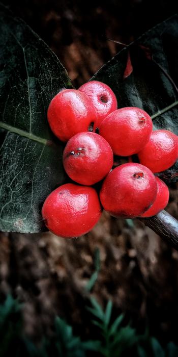 juicy fresh berries