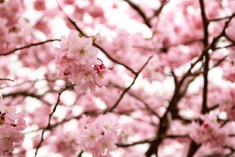 Cherry Wood Flower Tree