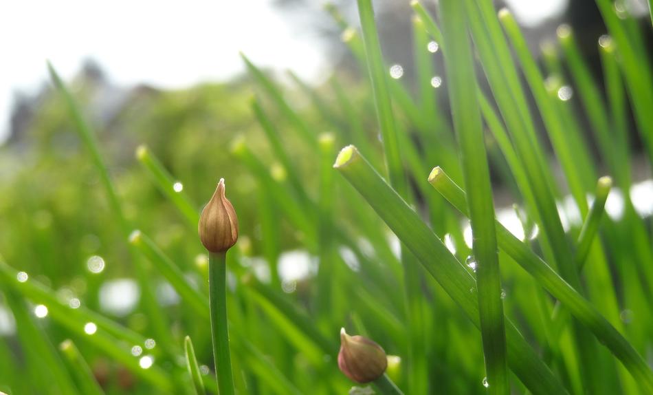 Grass Growth Plant
