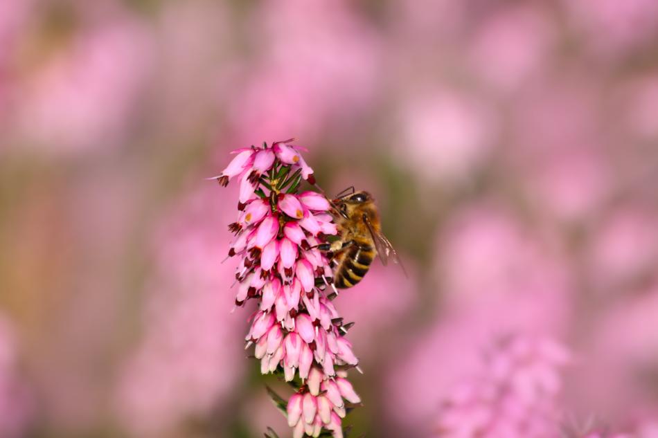 bee flower pink closeup