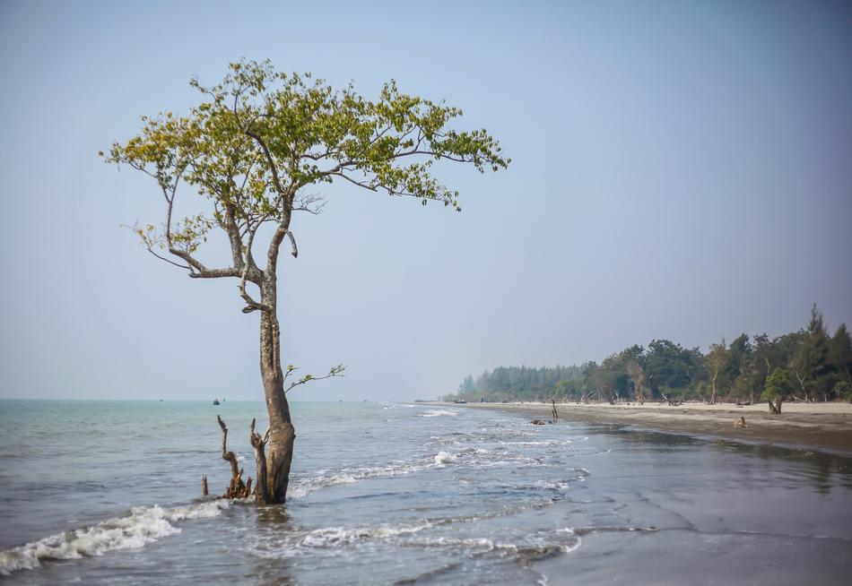 Water Nature Tree