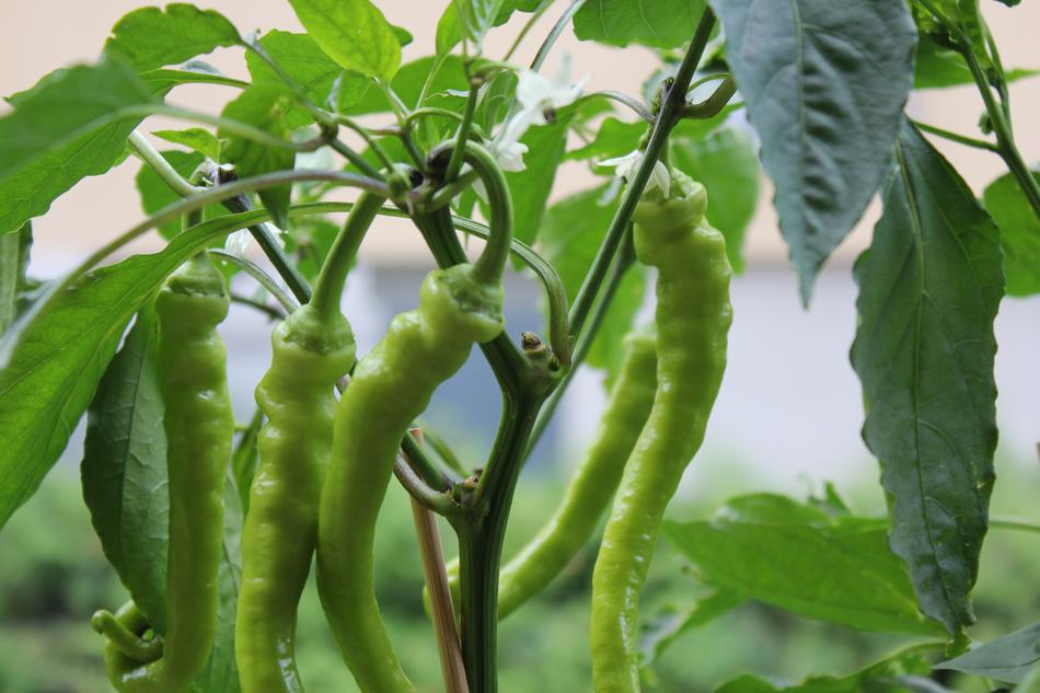 Hot ripe peppers on the bush