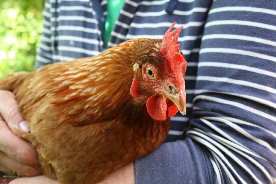 brown hen on female hands
