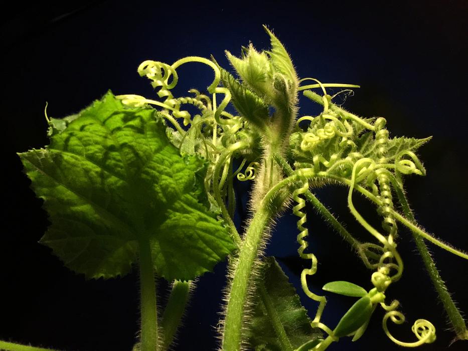 Tendrils Green Leaves