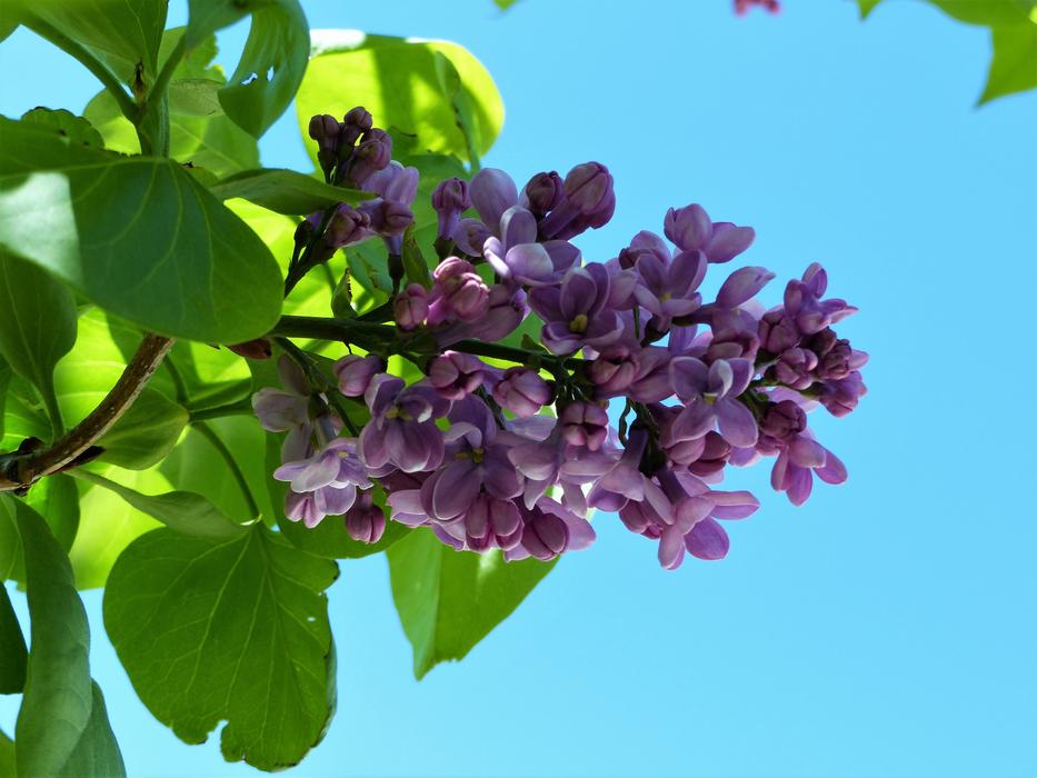 Plant Flower Nature
