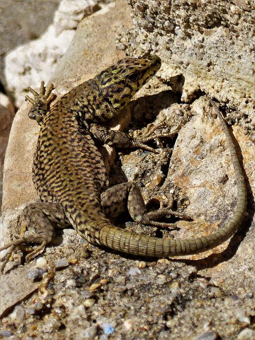 big lizard in the rocks