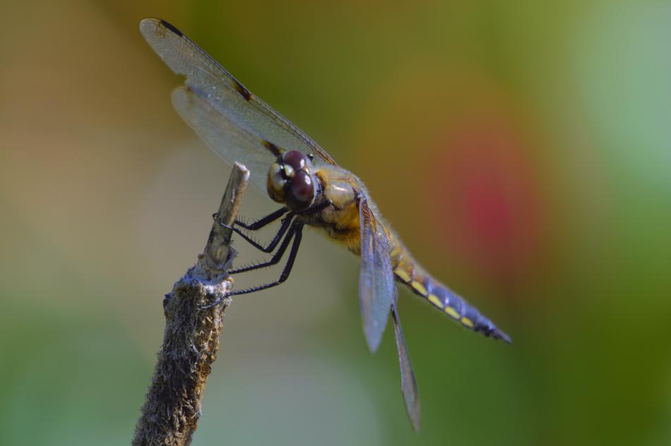 Dragonfly Summer Nature