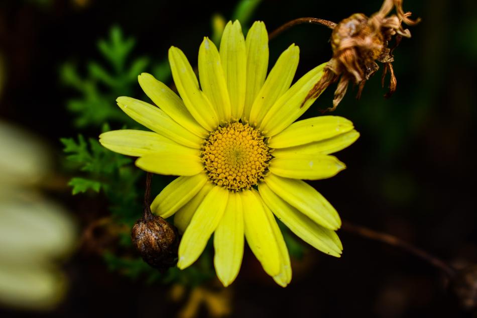 Nature Plant