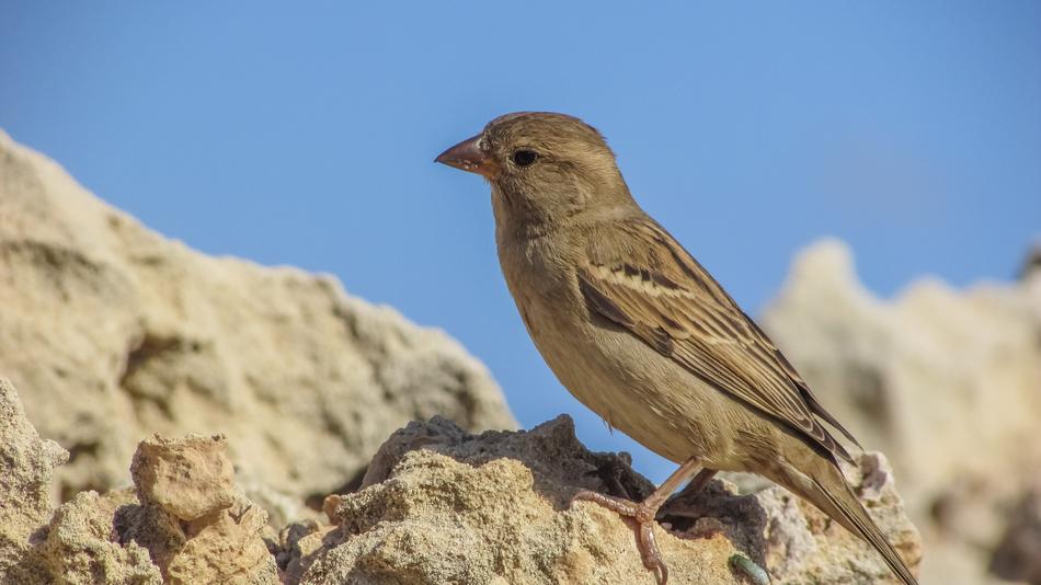 Nature Outdoors Bird