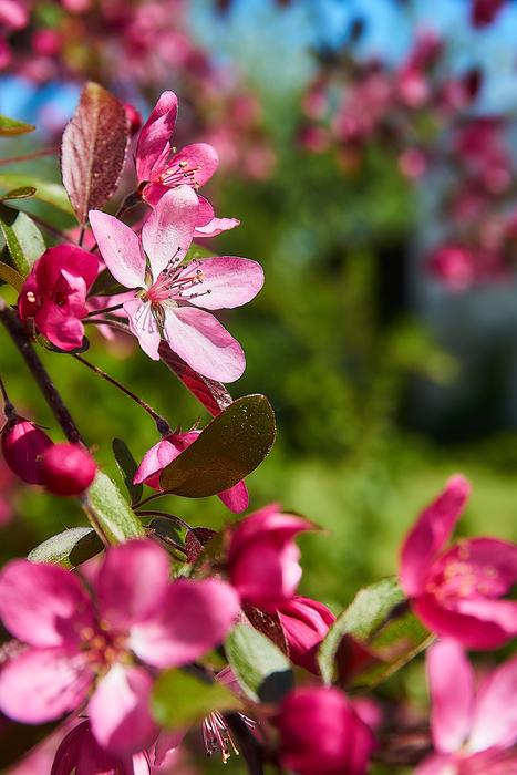 Embellishment Coccinella Malus