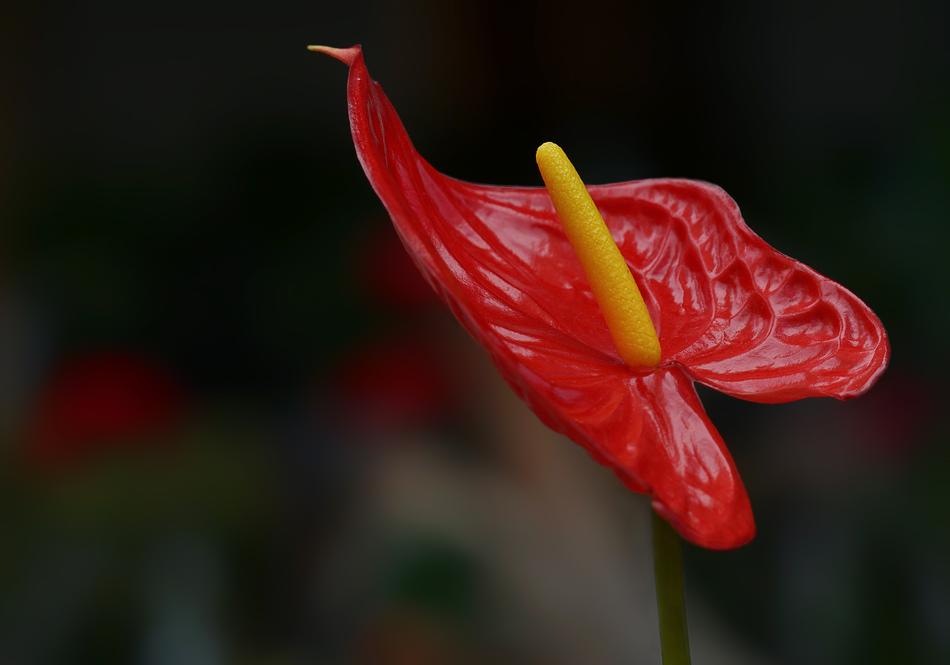 Calla Lily Flowers Garden