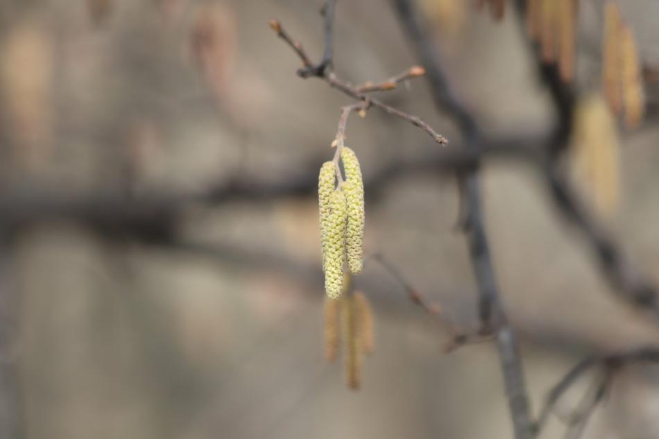 Outdoors Nature Tree