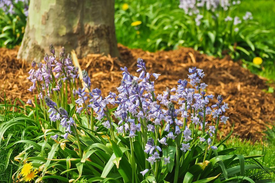 Flower Bluebell Blue Star