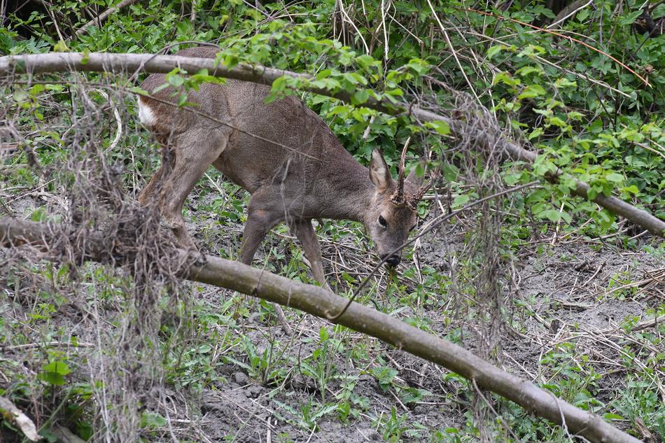 Roe Deer Hirsch Wild