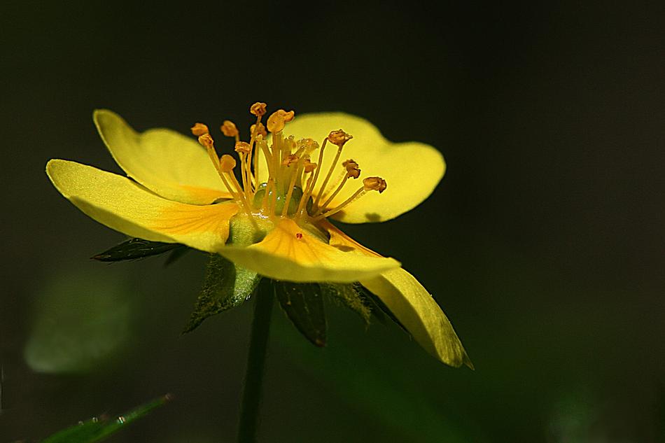 Flower The Nature Of Summer