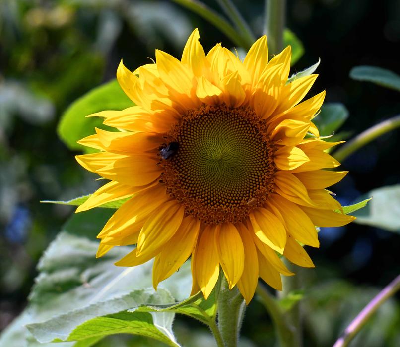 one flower is a yellow insect