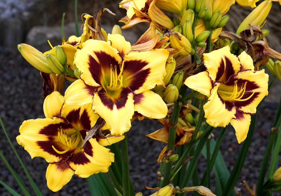 Flower Yellow Nature
