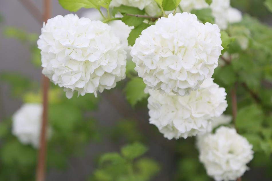 the flowers are beautiful white green