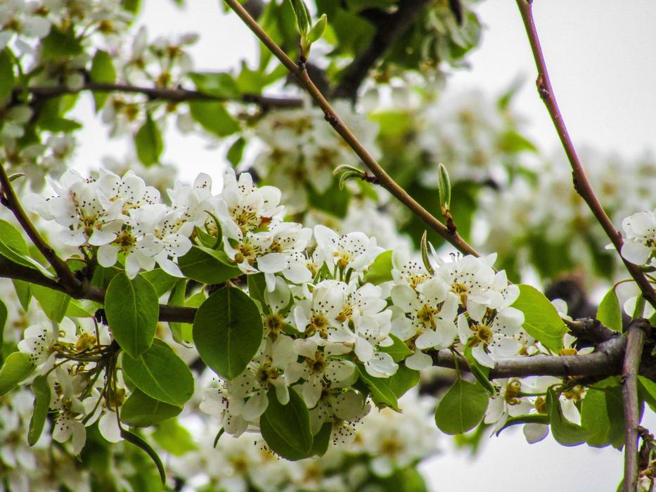 Tree Branch Nature