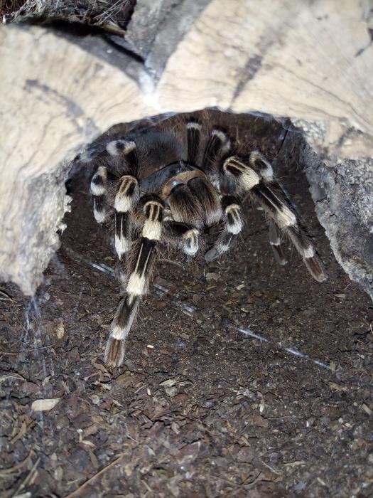 Nature Animal World