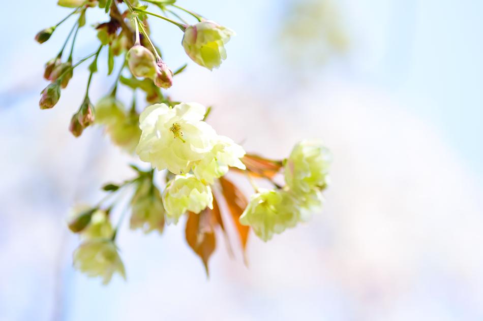 Flowers Natural Cherry
