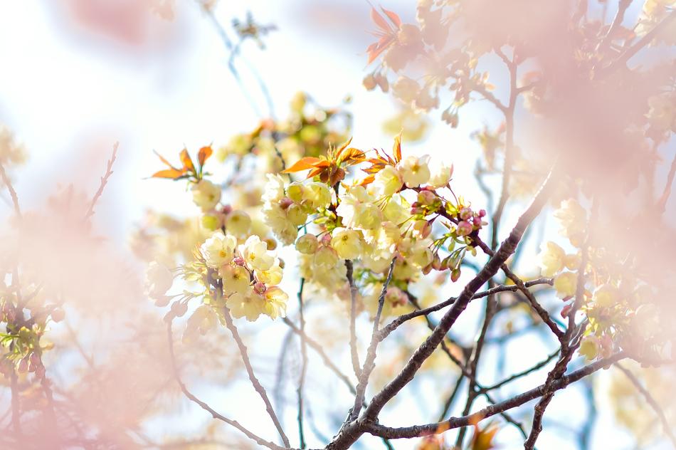 Flowers Natural Cherry