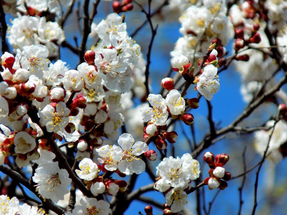 Tree Cherry Flower