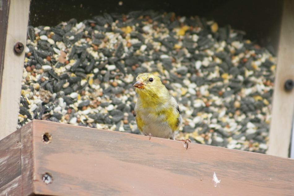 Nature Outdoors Bird Female Gold finch
